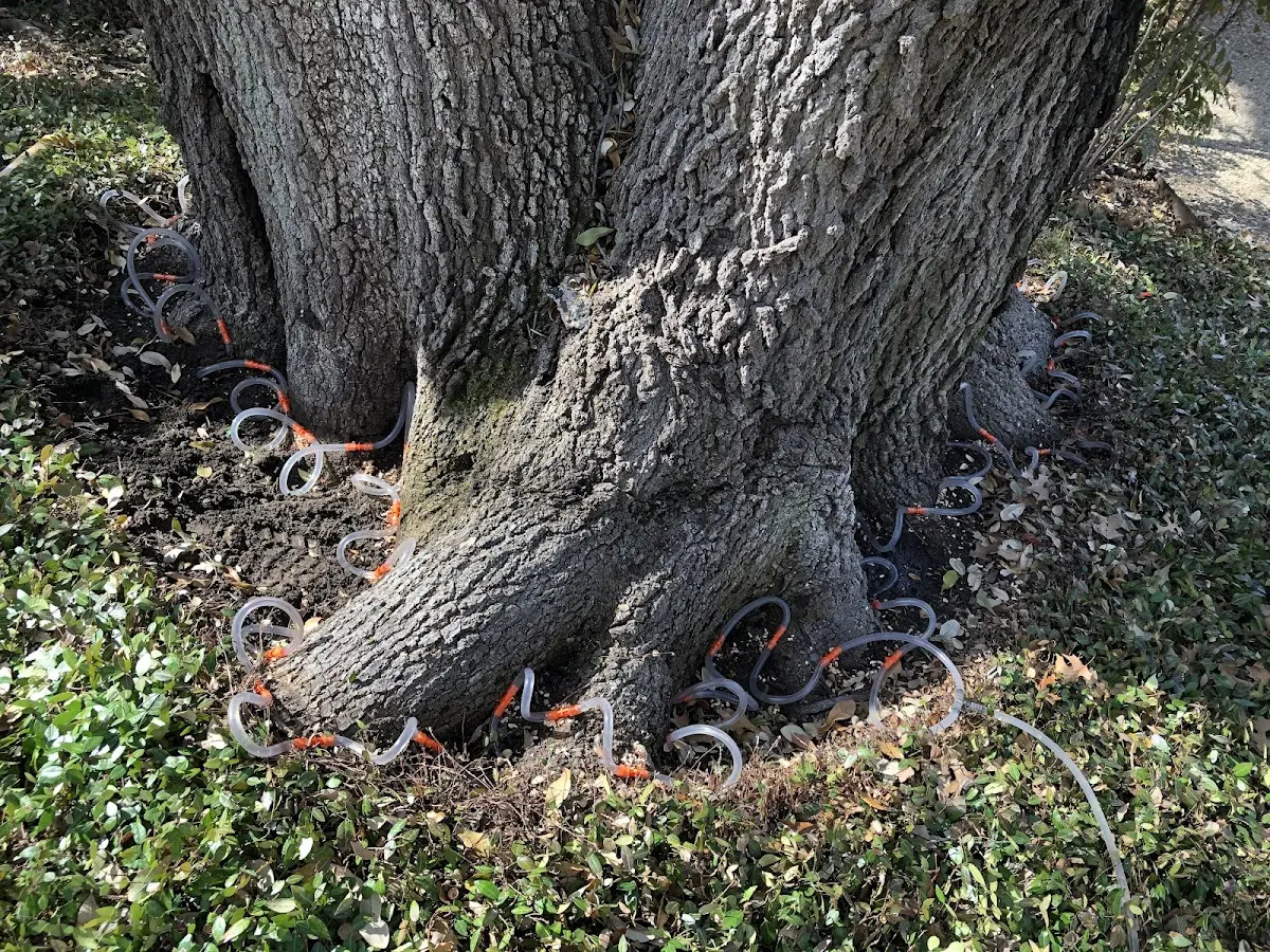 Detailed Tree Cabling and Bracing job site in Lindon